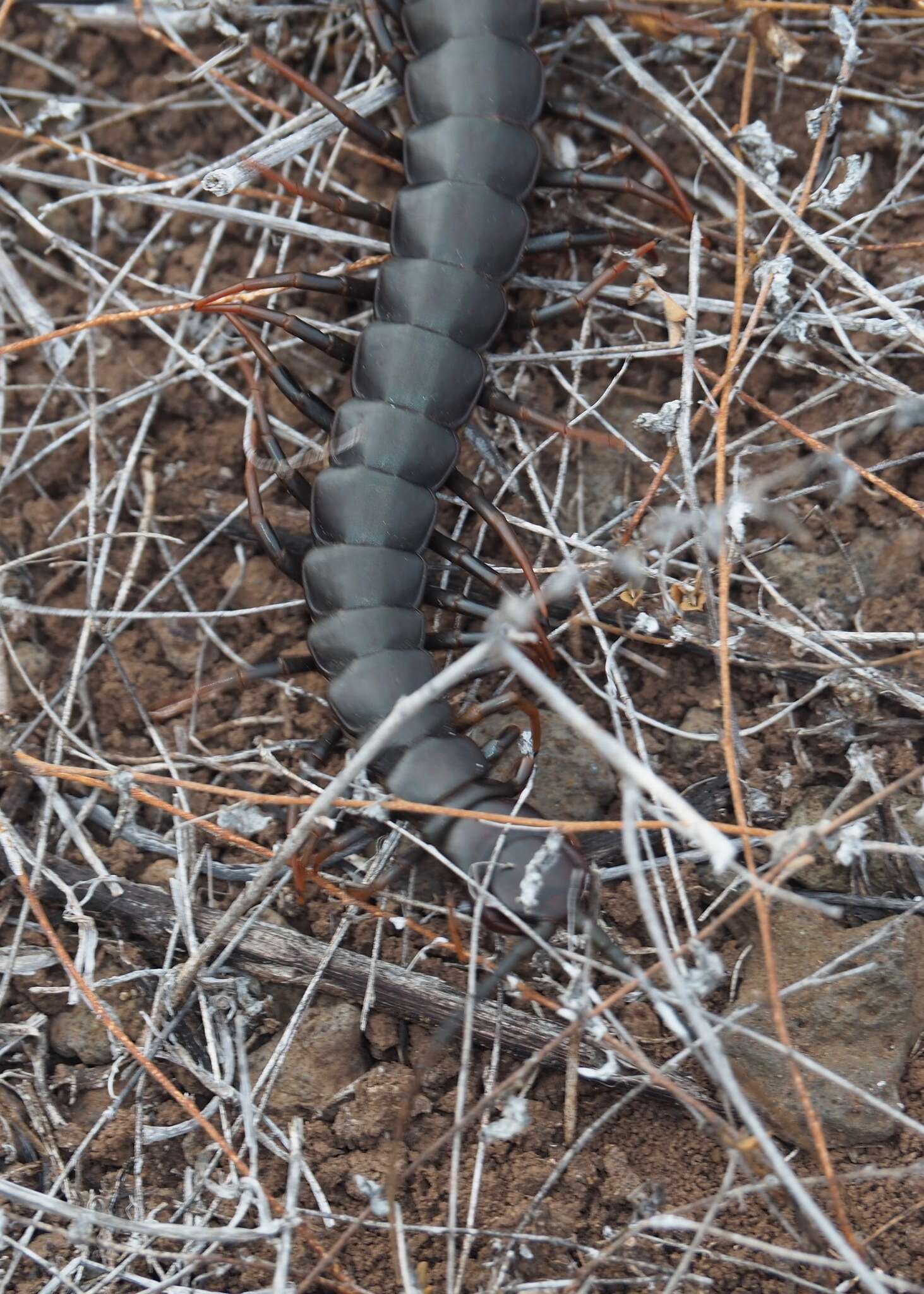 Imagem de Scolopendra galapagoensis Bollman 1889