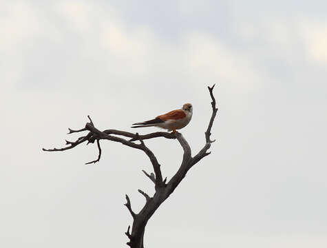 Image of Australian Kestrel