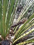 Image of Macrozamia fraseri Miq.