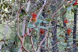 Arbutus xalapensis Kunth resmi