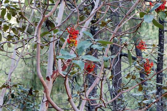 Image of Texas madrone