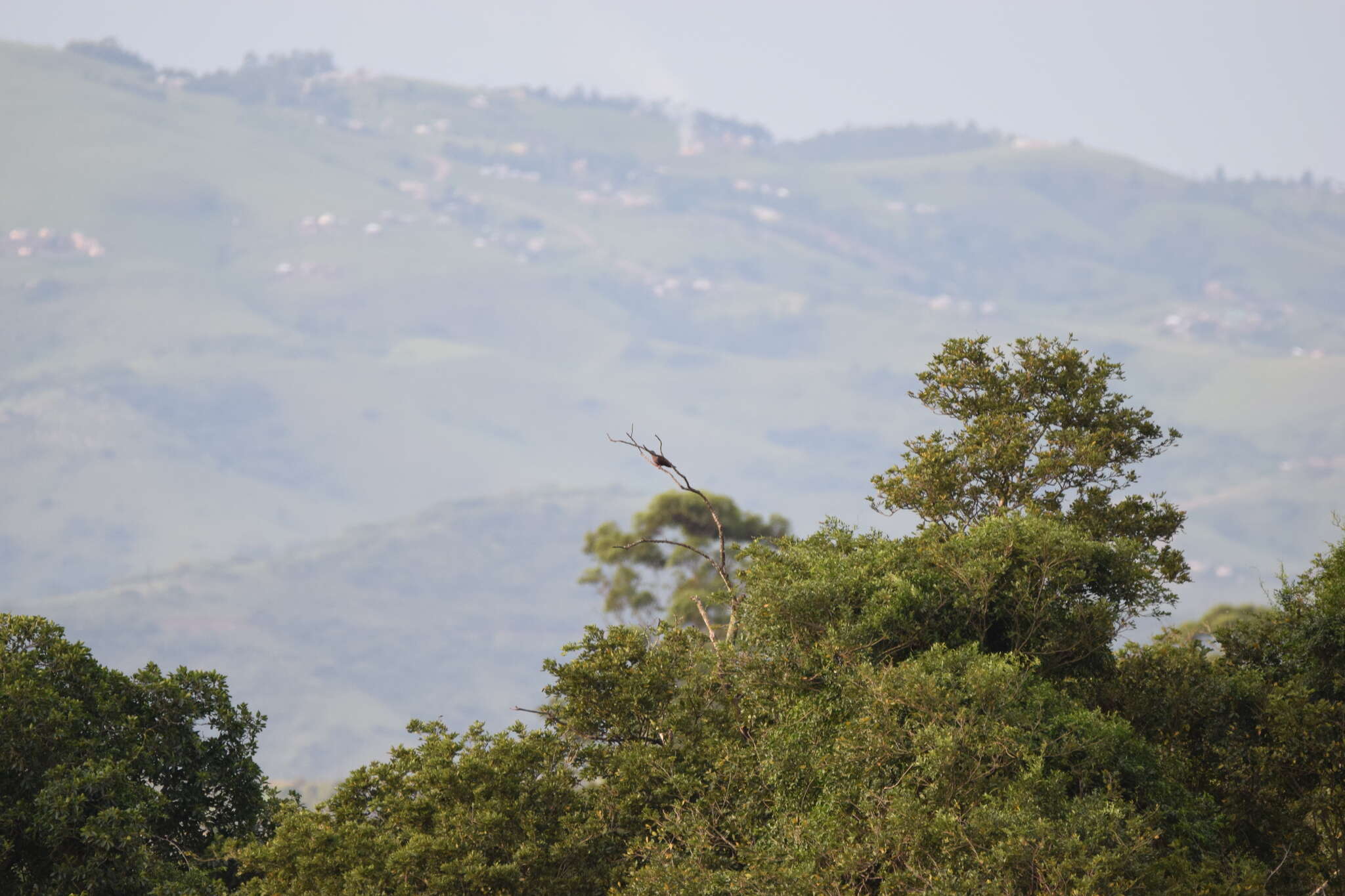 Image of Eastern Bronze-naped Pigeon