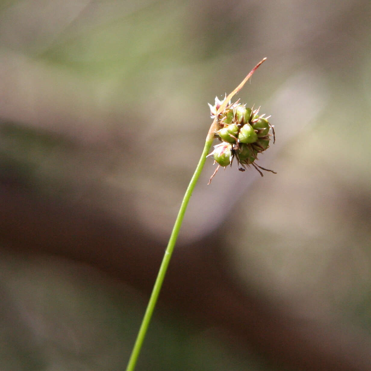 Image de Luzula meridionalis Nordenskiold