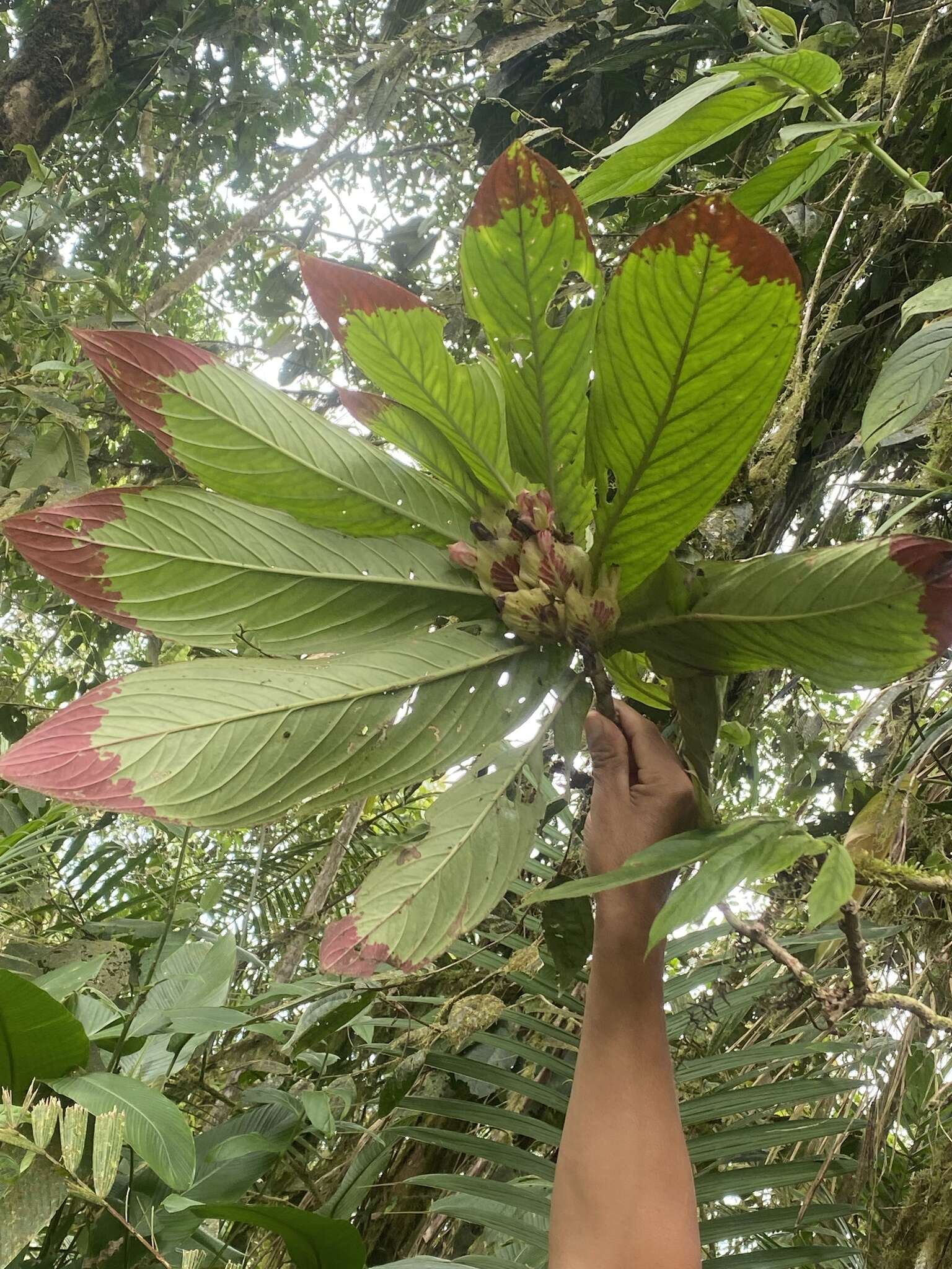 Image of Columnea medicinalis (Wiehler) L. E. Skog & L. P. Kvist