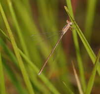 Image of Dusky Spreadwing