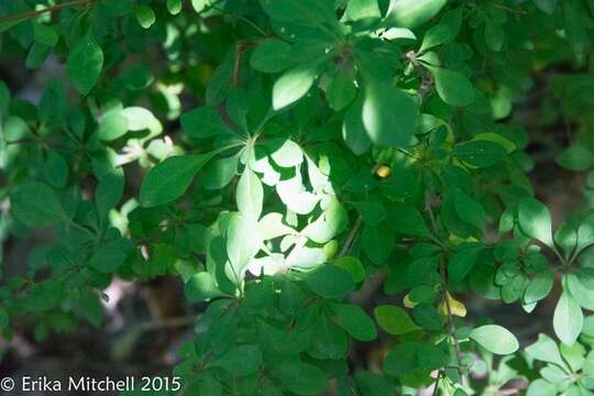 Image of Japanese barberry