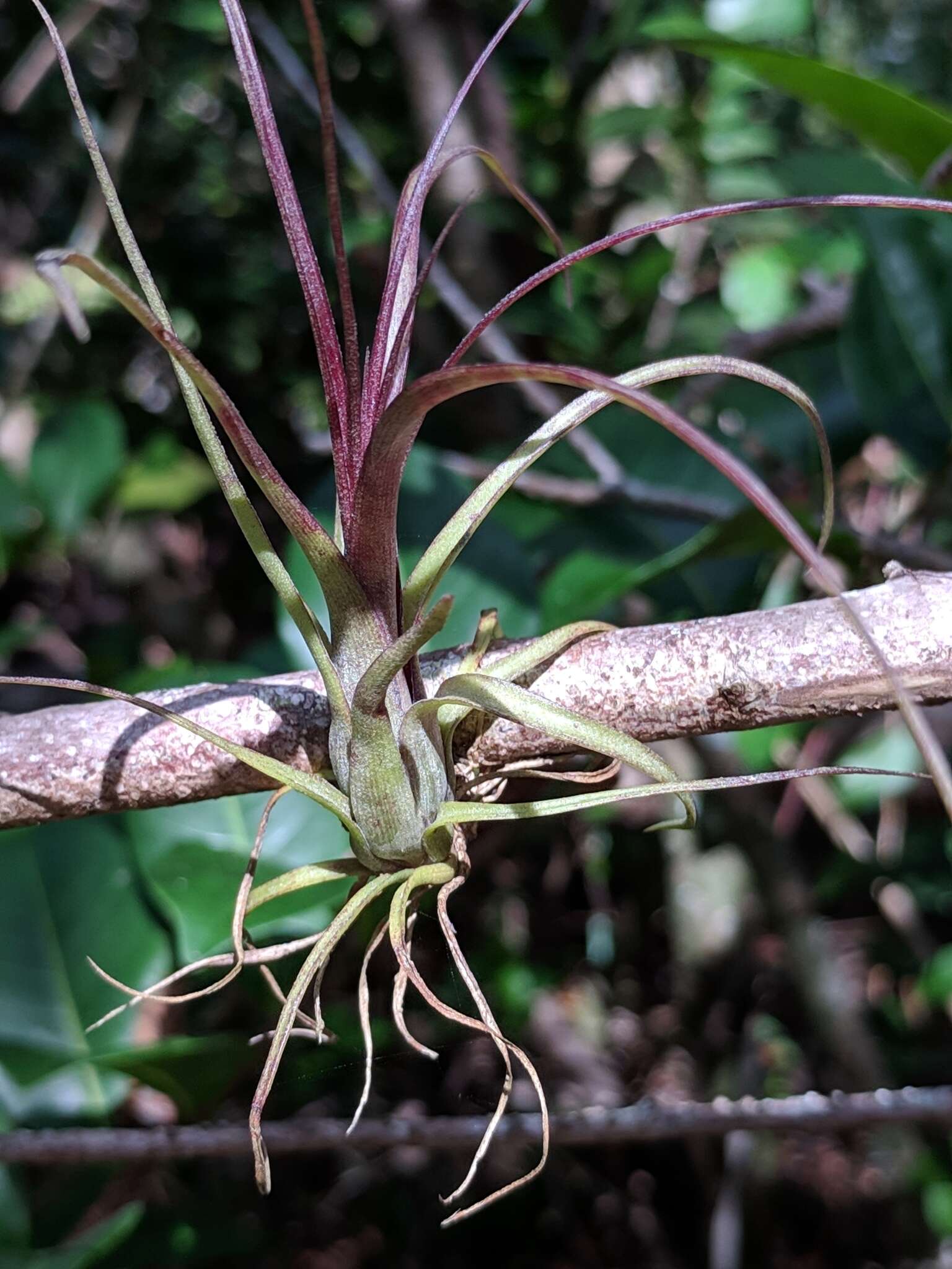 Plancia ëd Tillandsia balbisiana Schult. & Schult. fil.