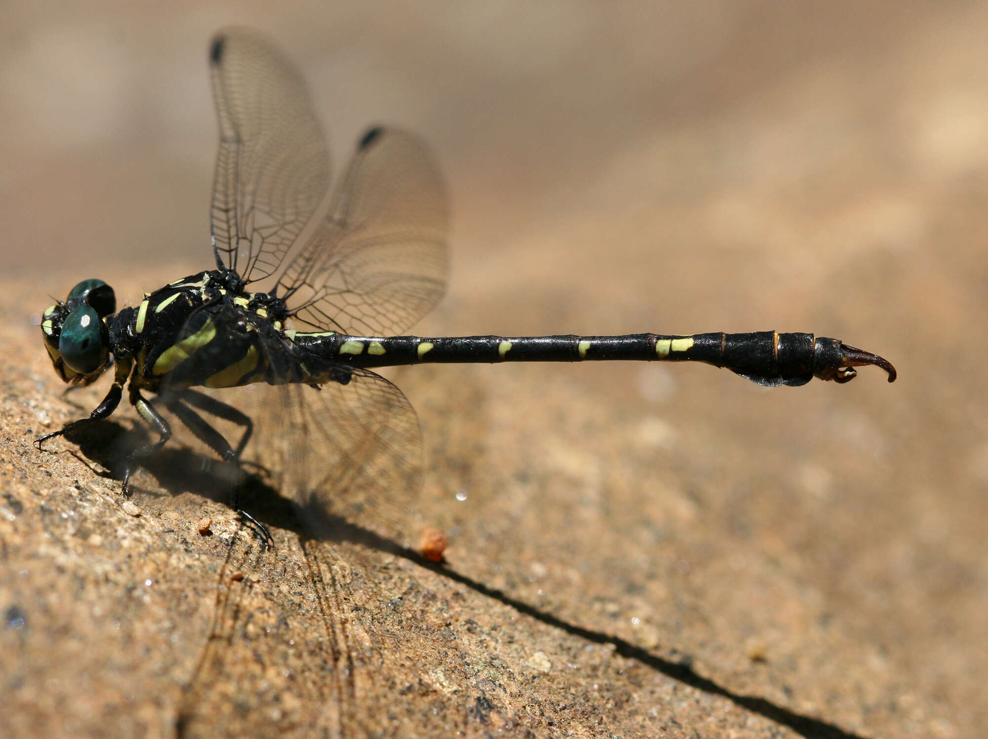 Imagem de Paragomphus henryi (Laidlaw 1928)