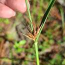 Plancia ëd Rhynchospora macrostachya Torr. ex A. Gray