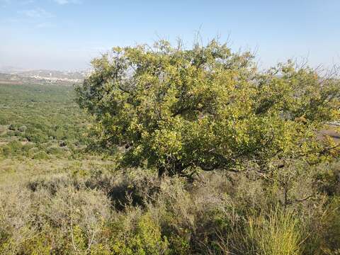 Image of aleppo oak