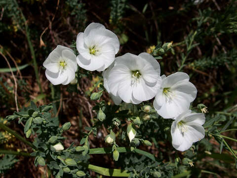 Imagem de Linum monogynum Forst. fil.