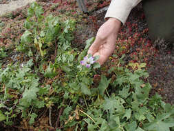 Image of Malva pacifica M. F. Ray