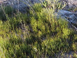 Image of Centella macrocarpa (Rich.) Adamson