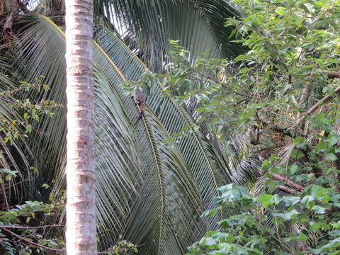 Image of cotton-top tamarin