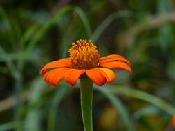 Plancia ëd Tithonia rotundifolia (P. Mill.) Blake