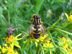 صورة Helophilus pendulus (Linnaeus 1758)