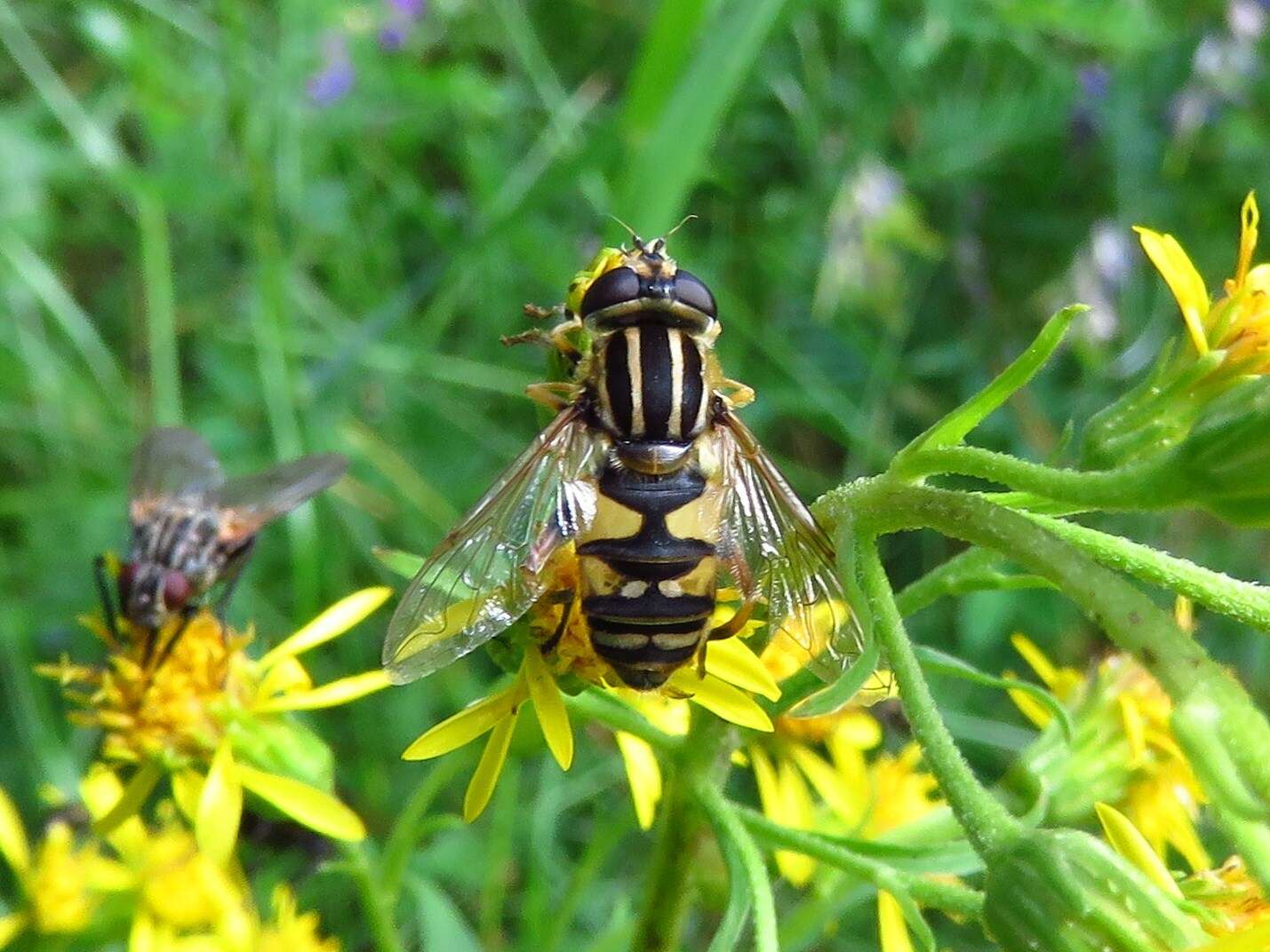 صورة Helophilus pendulus (Linnaeus 1758)