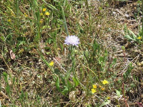 صورة Knautia integrifolia (L.) Bertol.