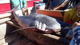 Image of mackerel sharks