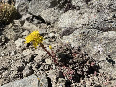 Image de Sedum rupicola G. N. Jones