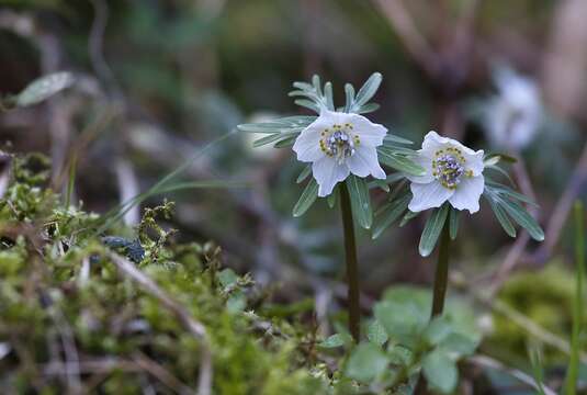 Image of Eranthis pinnatifida Maxim.