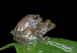 Image of Kudremukh bush frog