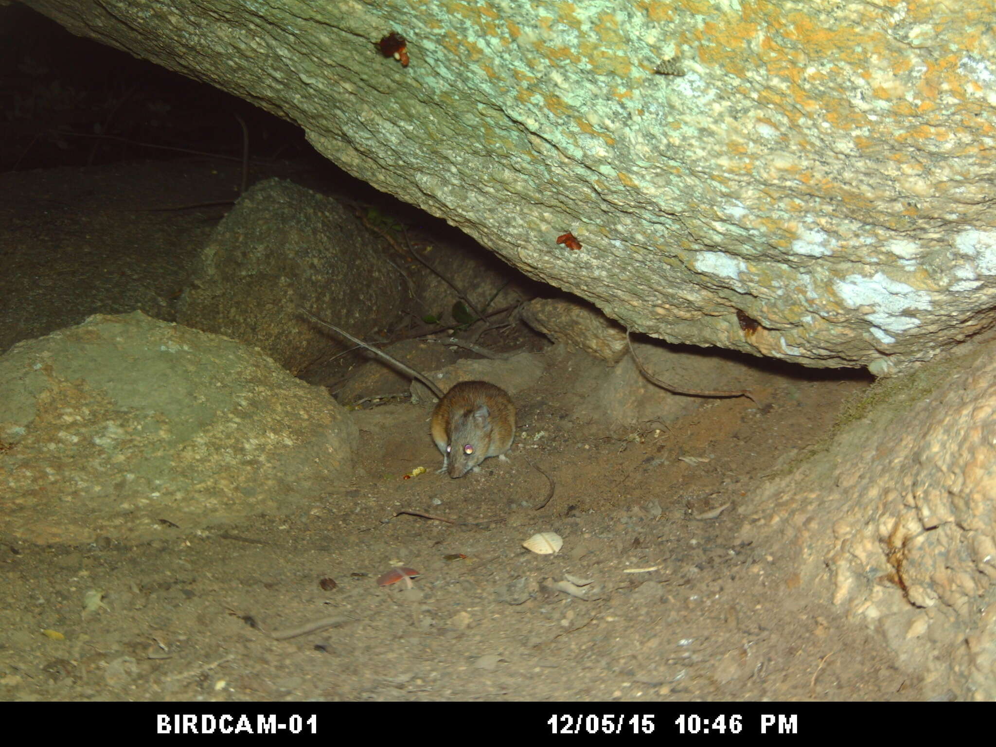 Image of Namaqua Rock Mouse