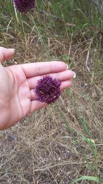 Allium atroviolaceum Boiss. resmi