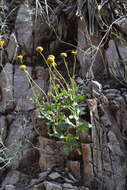 Image of Rothrock's crownbeard