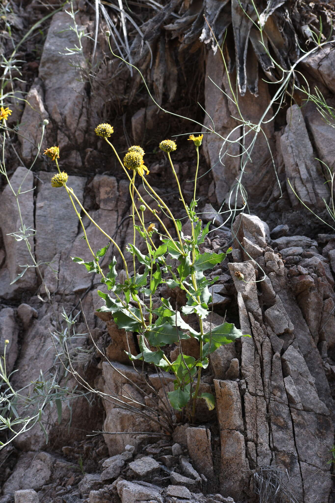 Image of Rothrock's crownbeard