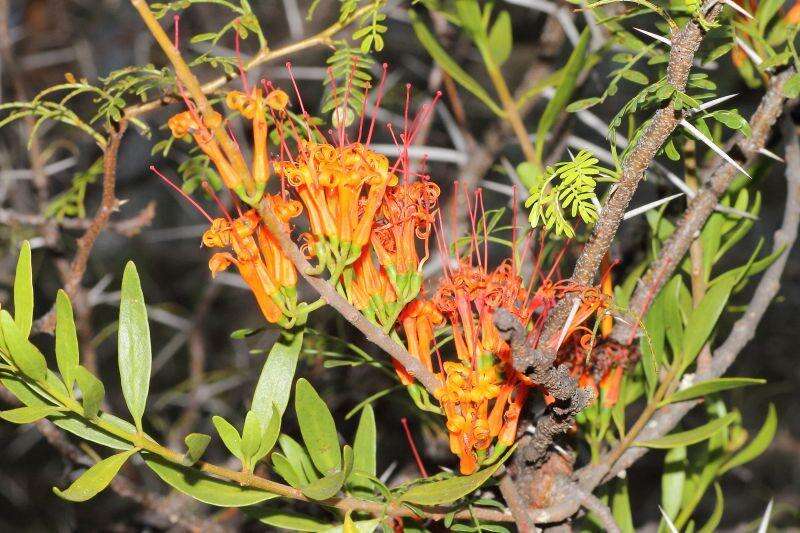 Image of Matches mistletoe