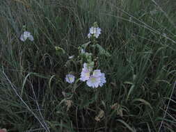 Image of hollyhock