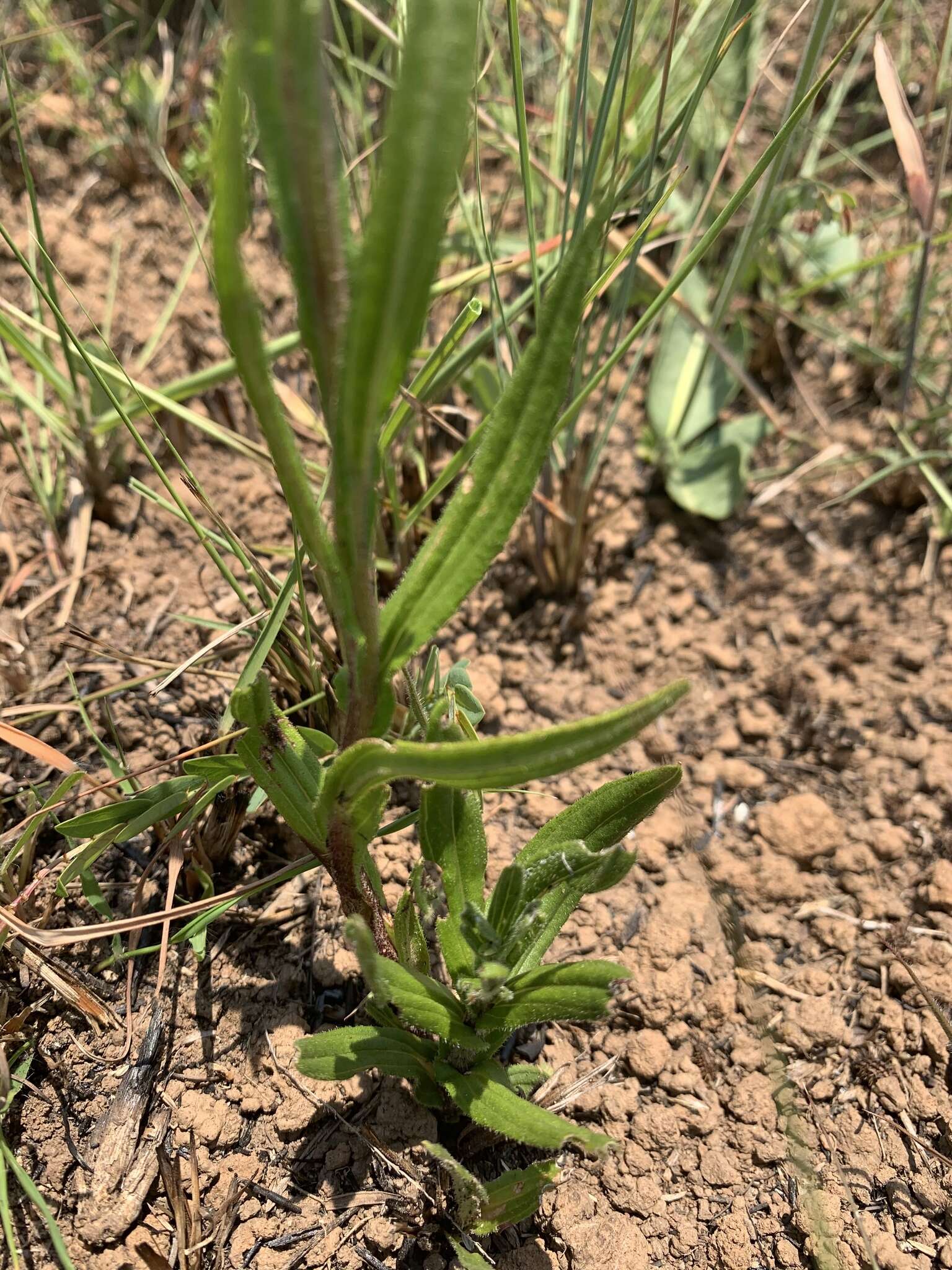 Слика од Helichrysum miconiifolium DC.