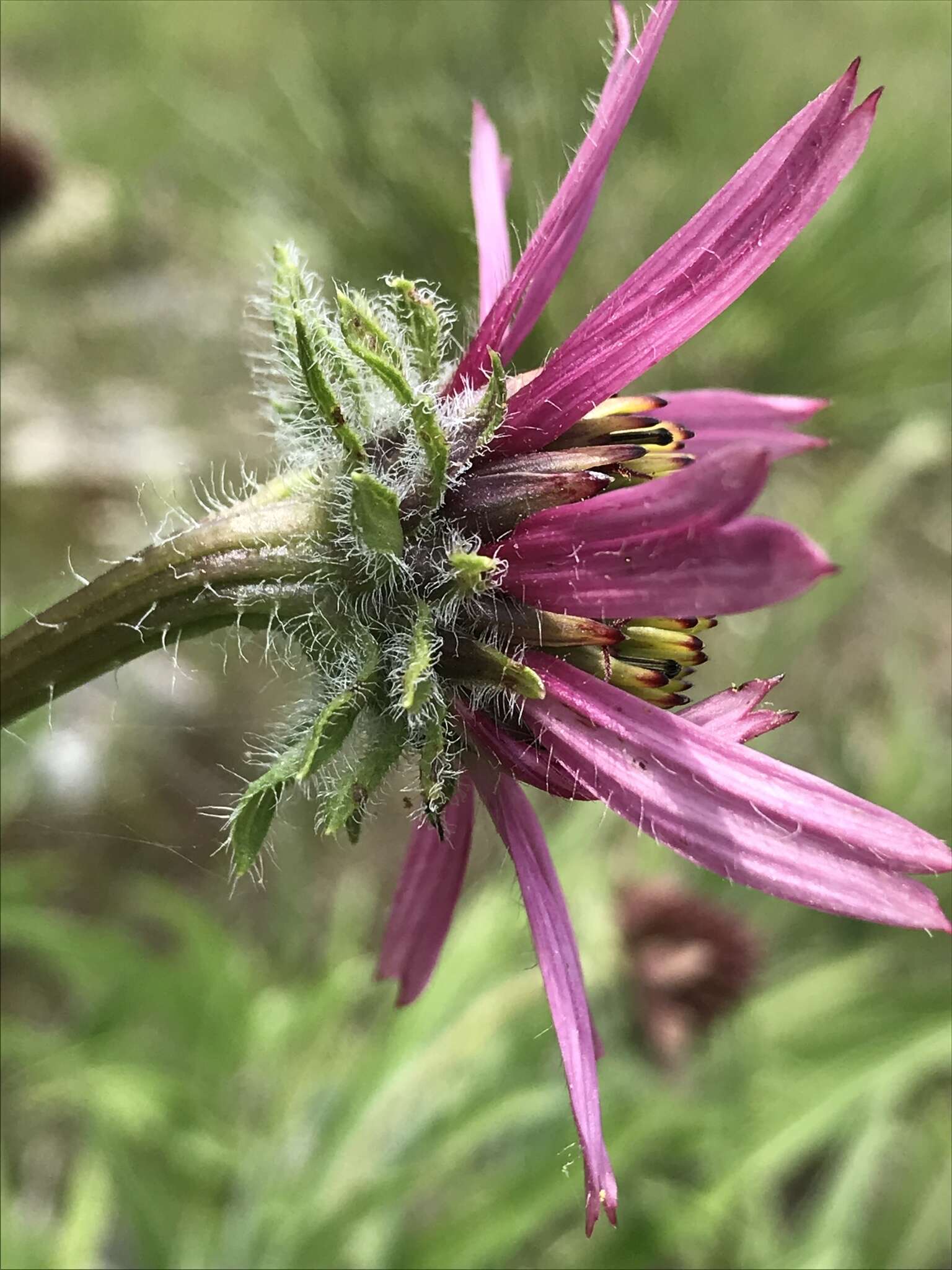 Image of Tennessee purple coneflower