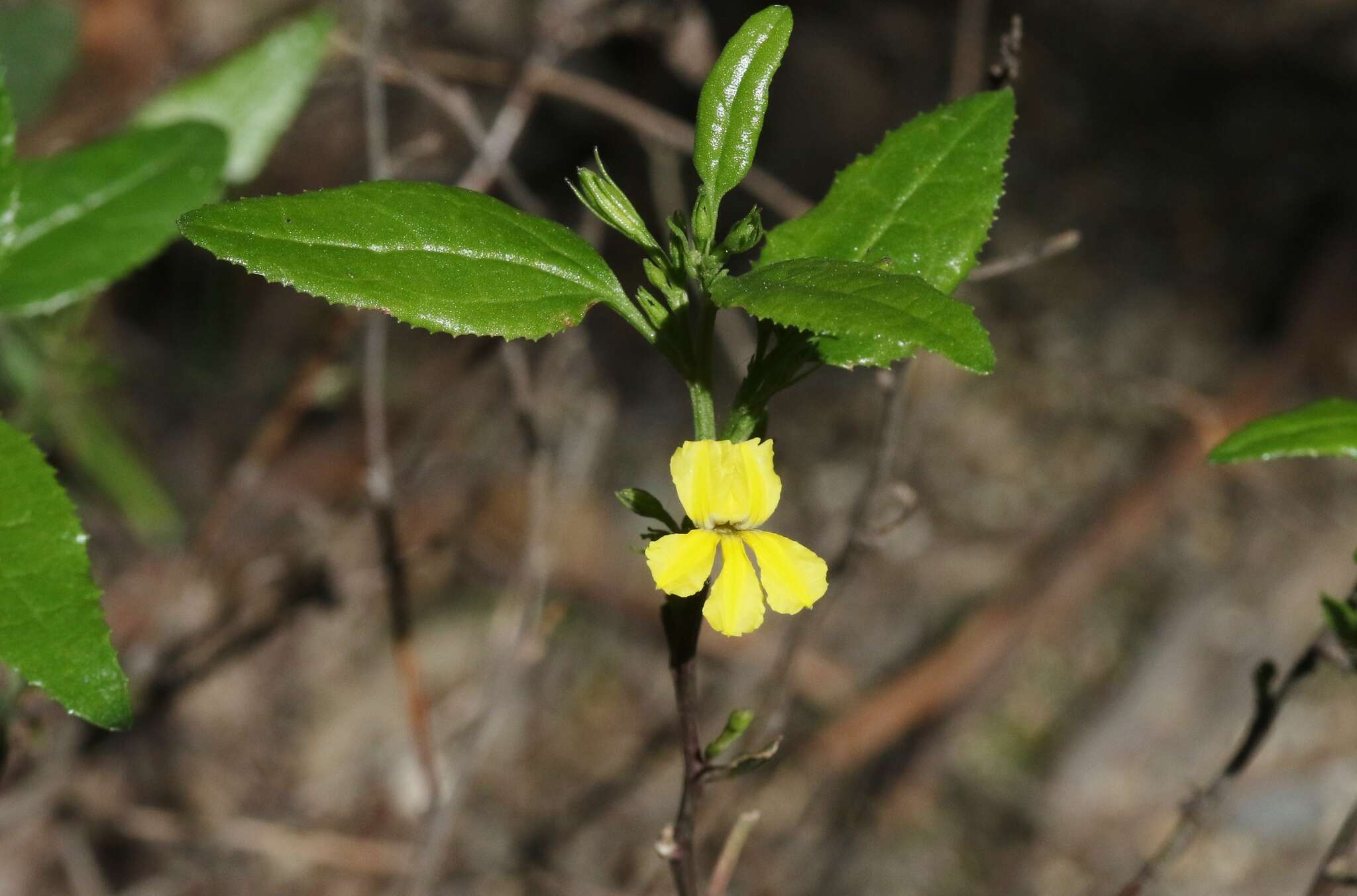 Image of Hop Goodenia