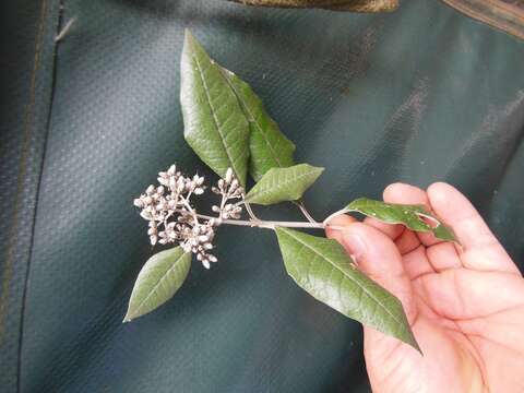 Image of Buddleja nitida Benth.