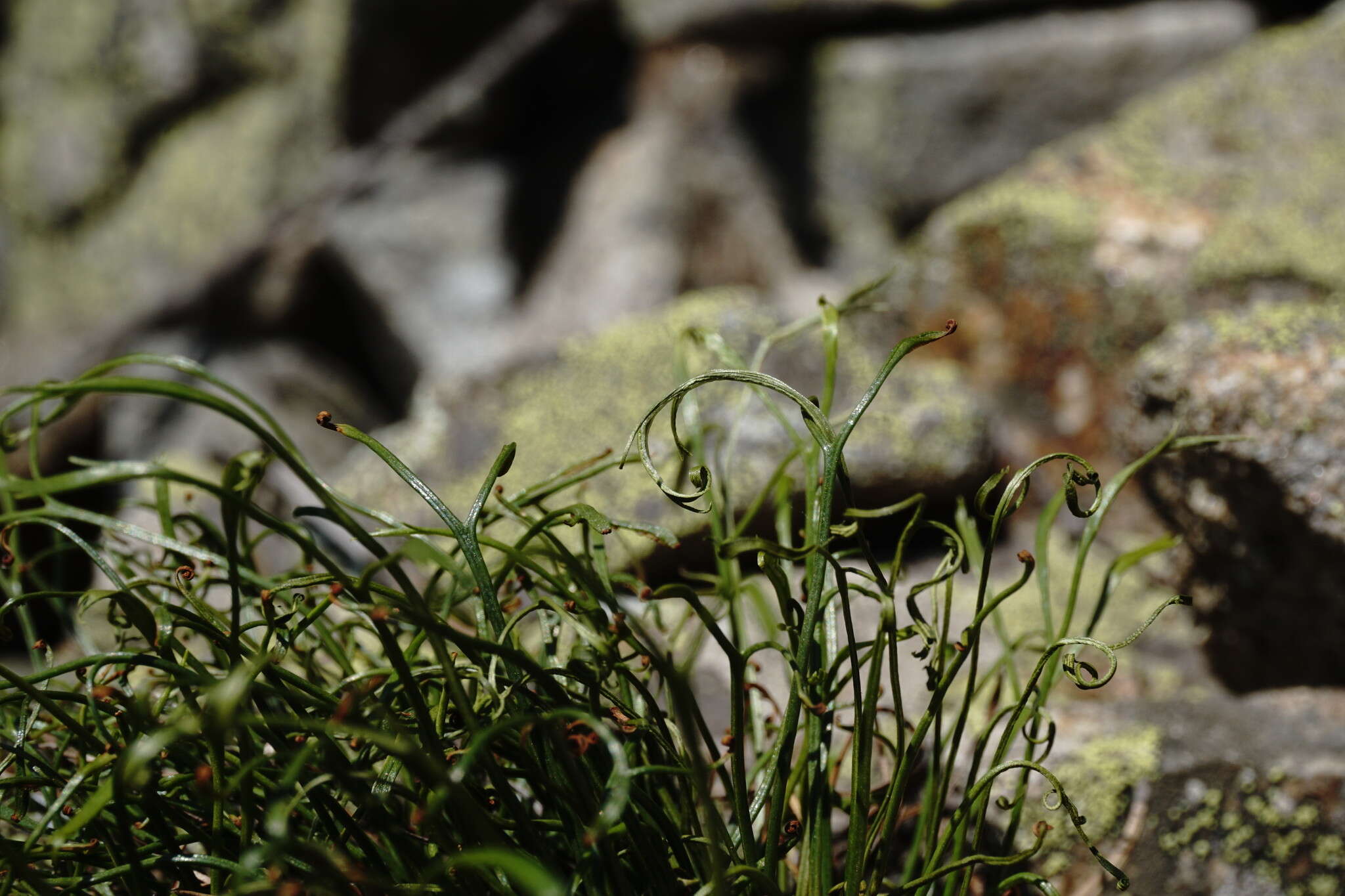 Asplenium septentrionale subsp. caucasicum Fraser-Jenkins & Lovis resmi