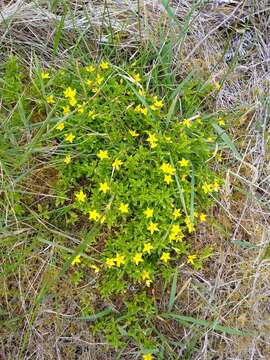 Image of Lysimachia azorica Hornem. ex Hook.