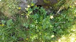 Image of threelobe buttercup