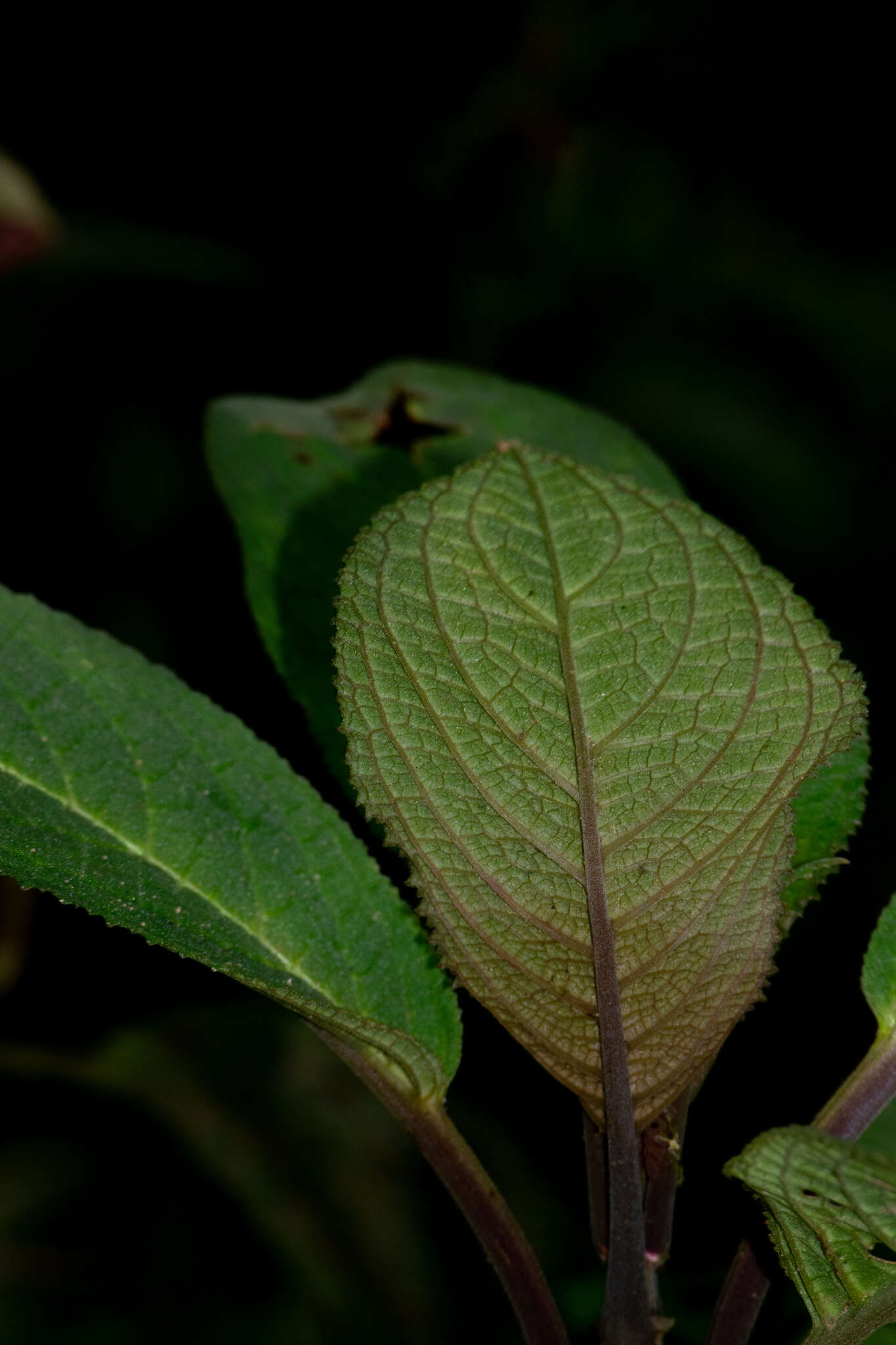 Image of Drymonia teuscheri (Raymond) J. L. Clark