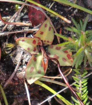 Image of Disa inflexa (Lindl.) Mundt ex Bolus