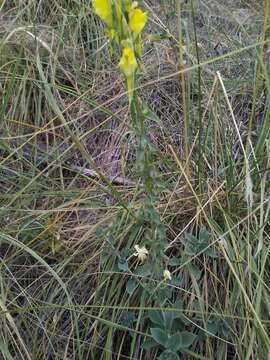 Plancia ëd Linaria dalmatica (L.) Mill.