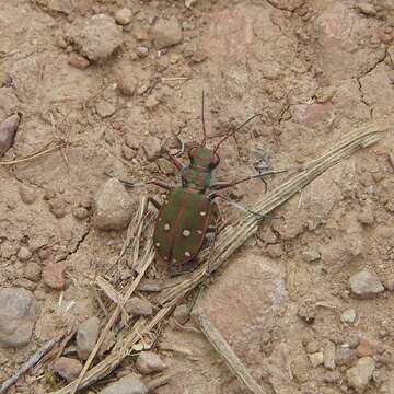 Image of Cicindela (Cicindela) maroccana Fabricius 1801