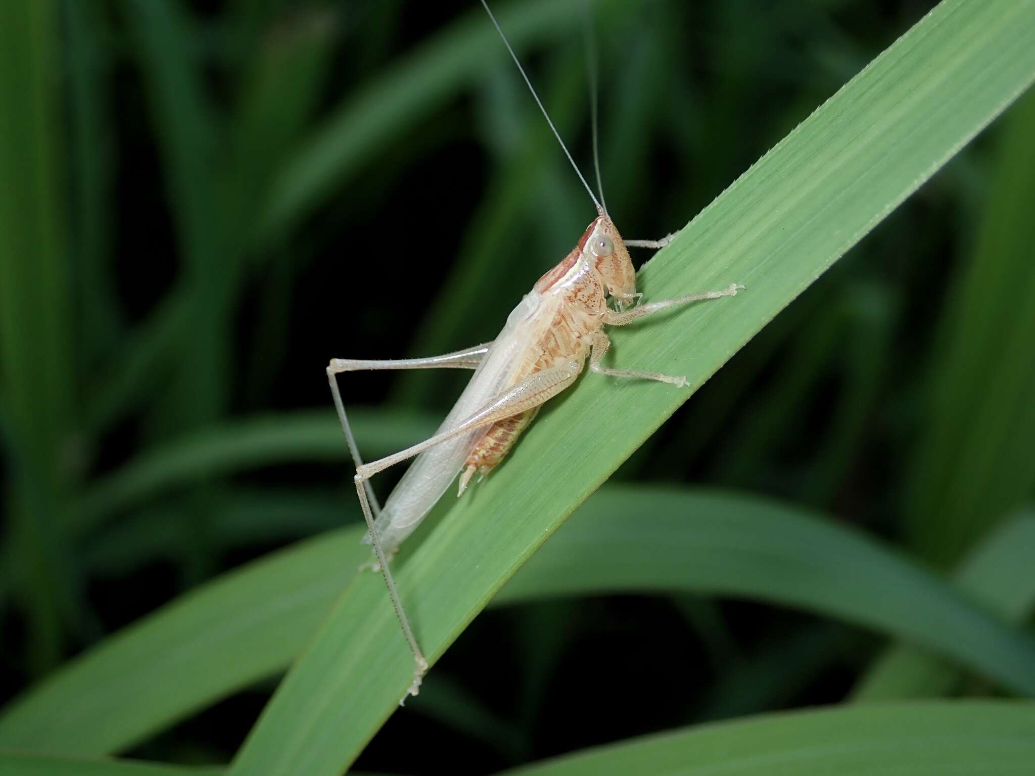 صورة Conocephalus (Anisoptera) maculatus (Le Guillou 1841)