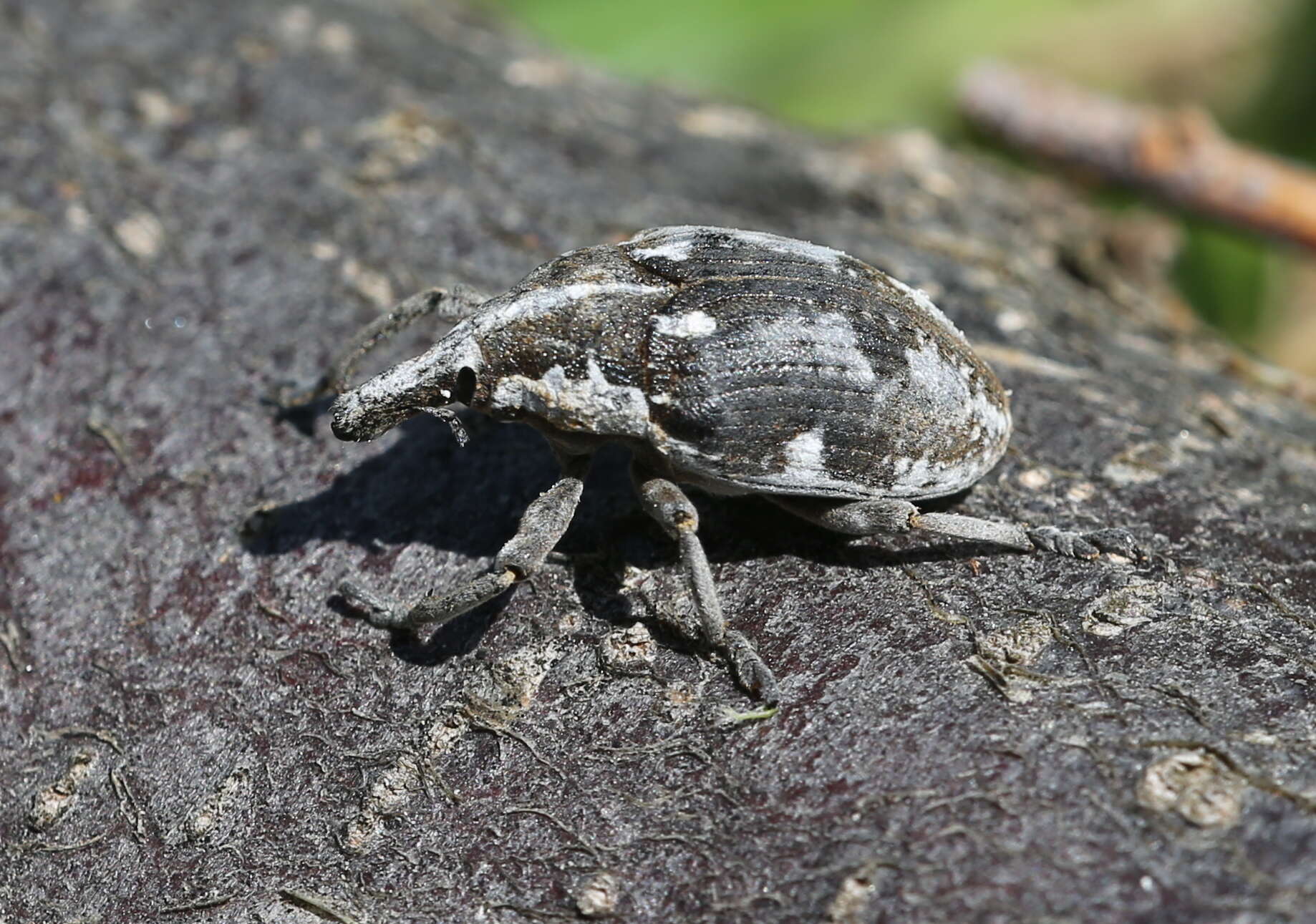 Larinus onopordi (Fabricius & J. C. 1787)的圖片