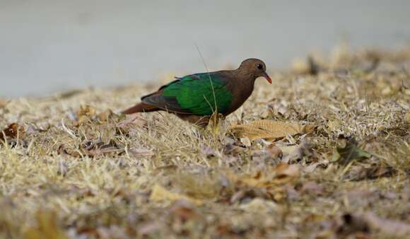 Image of Christmas Emerald Dove