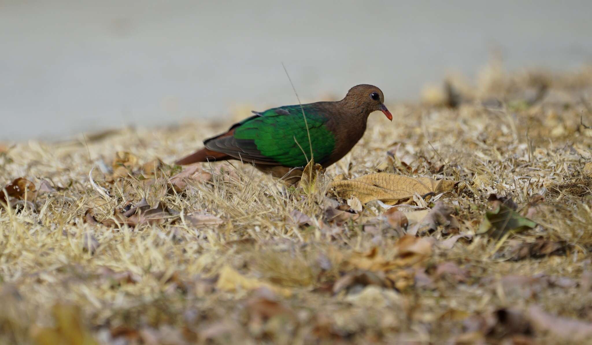 Image of Christmas Emerald Dove