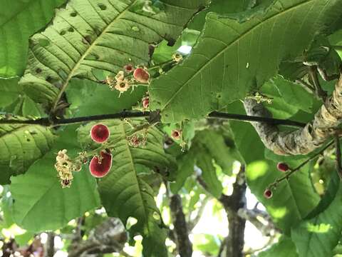 Image of Davidson's plum