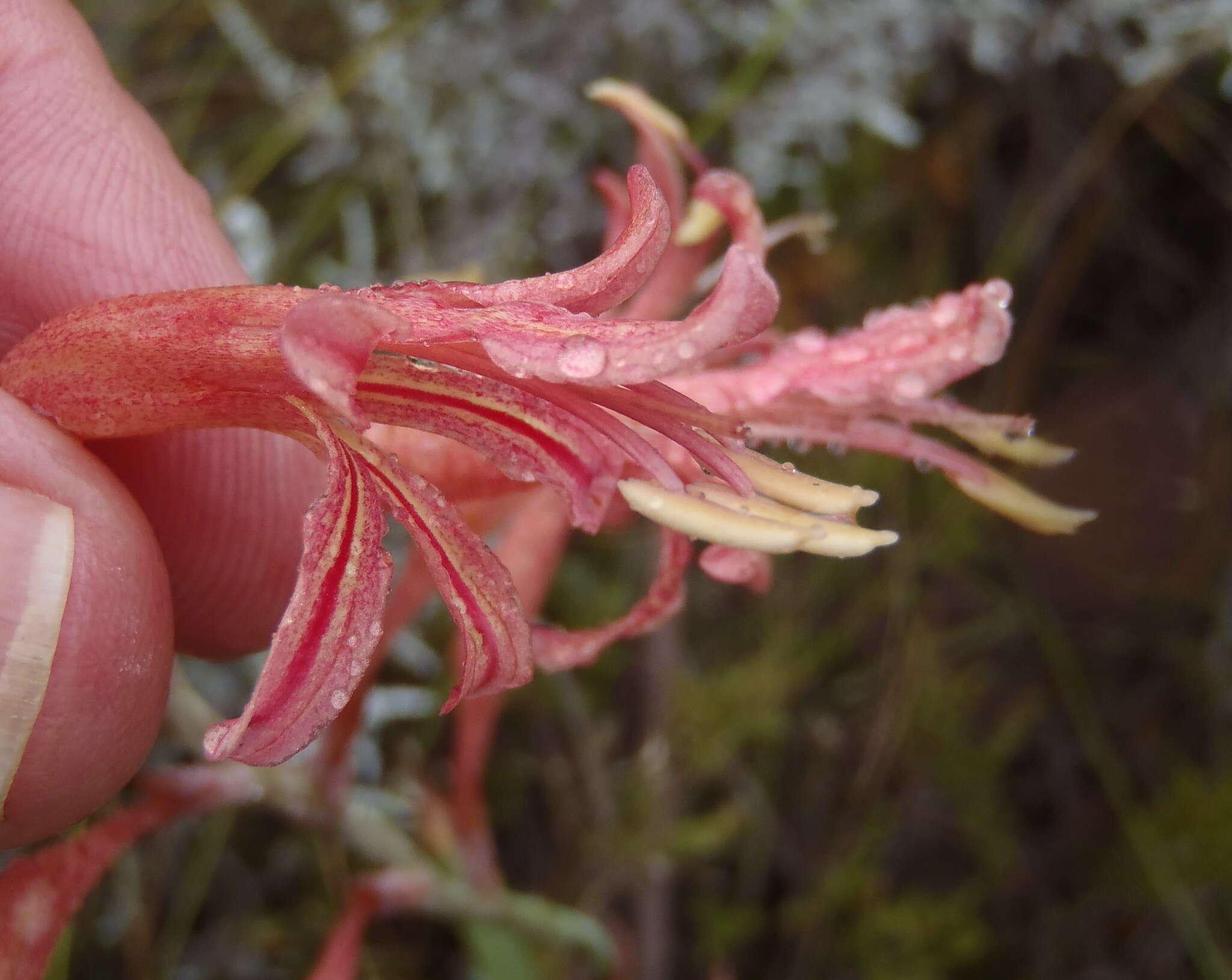 Tritoniopsis antholyza (Poir.) Goldblatt的圖片