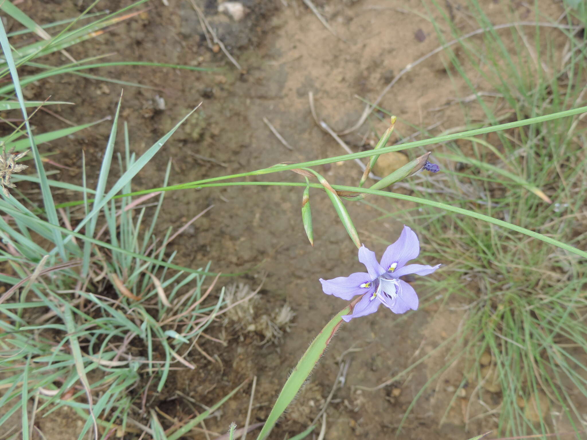 Moraea inclinata Goldblatt resmi